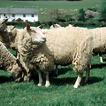Animal, animals, sheep, ewe, ewes, charollaise.