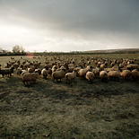 Animal, animals, sheep, ewe, ewes, swaledale, rural, rural scene, rural scenes, frost.