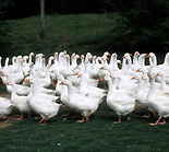 Animal, animals, bird, birds, goose, geese.