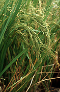 Philippines, luzon, rice, agriculture, rice paddy, paddy, paddies, rice paddies, rice field, rice fields.
