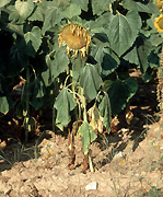Sunflowers, Photos of Sunflowers, Flowers growing, Helianthus annuus, Yellow flowers, Garden flowers, Floral images, Flower pictures, Nature.