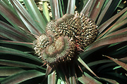 Fruit, fasciation, pineapple, pineapples, disease, diseases, plant disease, plant diseases.