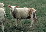 Animal, animals, sheep, ewe, ewes, friesland, fly, flies, wound, wounds, flyblown, blow fly, blow flies.