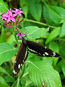 COMMON CROW BUTTERFLY (EUPLOEA CORE) ON PINK FLOWER