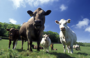 Farming, Farmland, farm, farms, Animal, Animals, Cow, Cows, cattleAustralia, Sport pictures, Sports, balloon images, hot air balloons