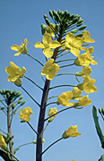 Farming, Farmland, farm, farms, Agriculture, Canola, Canola crop, canola crops, flower, flowers, yellow, yellow flower, yellow flowers, canola field, canola fields, field, fields, crop, crops, oilseed, oilseed crop, oilseed crops, Brassica, brassica napus, oil, oils, rape, rape crop, rape crops, rural, rural scene.