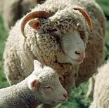 Animal, animals, sheep, meat industry, meat trade, livestock, agriculture, ewe, ewes, lamb, lambs, dorset horn, dorset horn sheep.