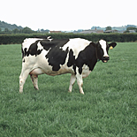 Farming, Farmland, farm, farms, Animal, Animals, Cow, Cows, dairy cow, dairy cows, dairy cattle, cattle, livestock, meat trade, meat industry, Friesian, Friesian cow, Friesian cows, Friesian cattle, Holstein Friesian, Holstein Friesian cow, Holstein Friesian cows, Holstein Friesian cattle, rural, grass, rural scene, rural scenes, agriculture, sky, skies, blue sky, blue skies, dairy farm, dairy farms, dairy farming.