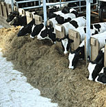 Farming, Farmland, farm, farms, Animal, Animals, Cow, Cows, dairy cow, dairy cows, dairy cattle, cattle, livestock, pen, pens, meat trade, meat industry, Friesian, Friesian cow, Friesian cows, Friesian cattle, Holstein Friesian, Holstein Friesian cow, Holstein Friesian cows, Holstein Friesian cattle, rural, grass, rural scene, rural scenes, agriculture, sky, skies, blue sky, blue skies, dairy farm, dairy farms, dairy farming.
