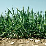Farming, Farmland, farm, farms, Agriculture, rural, rural scene, rural scenes, crop, crops, wheat, wheat crop, wheat crops.