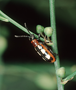 Insect, insects, beetle, beetles, asparagus, asparagus beetle, asparagus beetles, crioceris, asparagi, crioceris asparagi, fern, ferns, asparagus fern, asparagus ferns.