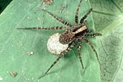Australia, Australian, Arachnida, Araneae, arthropod, arthropods, invertebrate, invertebrates, Arachnid, Arachnids, spider, spiders, wolf, wolf spider, wolf spiders, hunting, hunting spider, hunting spiders, paradosa, egg, eggs.