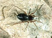 Arachnida, Araneae, arthropod, arthropods, invertebrate, invertebrates, Arachnid, Arachnids, spider, spiders, money, money spider, money spiders, linyphiid, oedothorax retusus, oedothorax retusus.