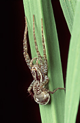 Australia, Australian, Arachnida, Araneae, arthropod, arthropods, invertebrate, invertebrates, Arachnid, Arachnids, spider, spiders, wolf, wolf spider, wolf spiders, lycosidae, licosa, rice, rice paddy, rice paddies, paddy, paddies.