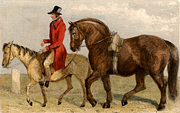 History, england, animal, animals, horse, horses, stallion, stallions, mare, mares, engraving, engravings,