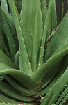 Herb, herbs, aloe, aloes, vera, aloe vera, aloe barbadensis, barbadensis, succulent, succulents, medicinal, medicinal plant, medicinal plants, medicinal herb, medicinal herbs, asphodelaceae.