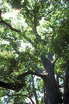 Food, Tree, Trees, Pecan tree, pecan trees, pecan, pecans, pecan nut, pecan nuts, carya.