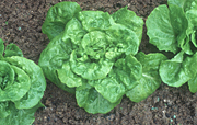 Vegetable, vegetables, Compositae, Lactuca, Lactuca sativa, Lettuces, lettuce, green mignonette, mignonette, mignonettes, mignonette lettuce, mignonette lettuces.