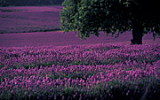 Farming, Farmland, farm, farms, herb, herbs, Agriculture, Farm, Farms, tree, trees, Farming, lavender, lavandula, lavandula augustifolia, lavender farm, lavender farms, lavender farming, lavender growers, lavender growing, lavender oil, lavender field, lavender fields, Tassie, flower industry, purple flower, purple flower, purple flowers, english lavender, labiatae, Tas, Tasmania, tree, trees, rural, rural scene, rural scenes, Daisy Jane,