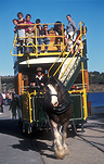Australia, SA, South Australia, Victor, Victor Harbour, Granite Island, Animal, Animals, Horse, horses, horse-drawn tram, horse-drawn trams, tram, trams, clydesdale, clydesdales, clydesdale horse, clydesdale horses, draft, draft horse, draft horses, fleurieu, peninsula, peninsulas, Fleurieu Peninsula, passenger, passengers.