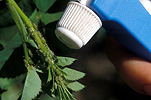 Garden, gardens, gardening, gardener, gardeners, spray, sprays, spraying, aphid, aphids, pest, pests, garden pest, garden pests, insecticide, insecticides.