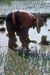 Asia, Asian, Asian people, China, Chinese, Chinese people, rice, agriculture, paddy, paddies, rice paddy, rice paddies, Ping Ziang, Ping Ziang county, hat, hats.