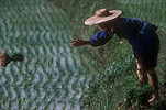 Asia, Asians, China, Chinese, Chinese people, rice, agriculture, paddy, paddies, rice paddy, rice paddies, Kunming, rice field, rice fields, occupation, occupations.