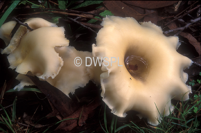 stock photo image: Fungus, fungi, ghost, ghost fungus, ghost fungi, omphalotus, nidiformis, omphalotus nidiformis, pleurotus nidiformis, pleurotus, lampas, pleurotus lampas.
