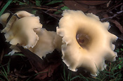 Fungus, fungi, ghost, ghost fungus, ghost fungi, omphalotus, nidiformis, omphalotus nidiformis, pleurotus nidiformis, pleurotus, lampas, pleurotus lampas.