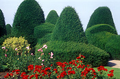 Garden, Gardens, Topiary, hedge, hedges, hedging, Chirk Castle, Wales, rose, roses, rosa.