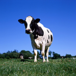 Farming, Farmland, farm, farms, Animal, Animals, Cow, Cows, dairy cow, dairy cows, dairy cattle, cattle, livestock, meat trade, meat industry, rural, grass, rural scene, rural scenes, agriculture, dairy farm, dairy farms, dairy farming, AB67,