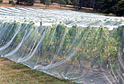 Australia, tas, tassie, tasmania, net, nets, Agriculture, Australia, Fruit, Grape, Grapes, Vine, vines, vineyard, vineyards, grapevine, grapevines, grape vine, grape vines, vitis, industry, wine, wine industry, rural, rural scene, rural scenes, AB67,