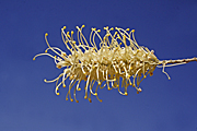 GREVILLEA 'MOONLIGHT'