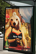 Australia, New South Wales, sign, signs, sale, advertise, paper, advertises, advertising, advertisement, advertisements, ad, ads, beer, cascade.