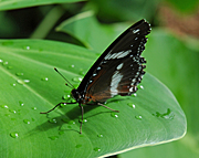 COMMON CROW BUTTERFLY (EUPLOEA CORE)