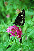 COMMON CROW BUTTERFLY (EUPLOEA CORE) ON PINK FLOWER