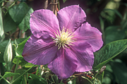 CLEMATIS 'GENERAL SIKORSKI'