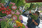 Australia, vic, victoria, melbourne, flower, flowers, protea, proteas.