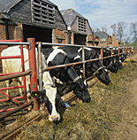 Animal, animals, Farming, Farmland, farm, farms, Farming, Farmland, Animal, Animals, pen, pens, Cow, Cows, dairy cow, dairy cows, dairy cattle, cattle, livestock, meat trade, meat industry, Friesian, Friesian cow, Friesian cows, Friesian cattle, Guersey cow, Guersey cows, Guersey cattle, rural, rural scene, rural scenes, agriculture, dairy farm, dairy farms, dairy farming.