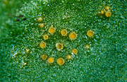 Flower, flowers, bellis, perennis, bellis perennis, daisy, daisies, english, english daisy, english daisies, lawn, lawn daisy, lawn daisies, common, common daisy, common daisies, daisy rust, puccinia, distincta, puccinia distincta, pustule, pistules.