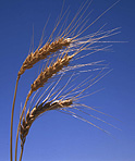 Rural, Rural Scene, Rural Scenes, Farming, Farmland, farm, farms, Agriculture, rural, rural scene, rural scenes, crop, crops, wheat, wheat crop, wheat crops, wheat field, wheat fields, sky, skies, blue sky, blue skies.