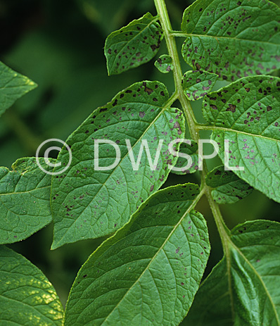 deficiency manganese spotting necrotic