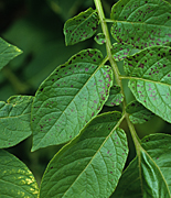 Vegetable, vegetables, potato, potatoes, deficiency, manganese, necrotic, spotting, necrotic spotting, manganese deficiency, disease, diseases.