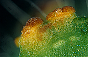 Flower, flowers, hollyhock, hollyhocks, althaea, rosea, alcea, alcea rosea, althaea rosea, althea rosea, malvaceae, petiole, petioles, rust, puccinia, malvacearum, puccinia malvacearum.