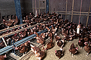 Animal, animals, bird, birds, experiment, experiments, perch, perches, perchery, experimental, chicken, chickens, hen, hens, poultry, free-range chicken, free-range chickens, free-range, agriculture, farm, farms, poultry farm, poultry farms, isa brown, isa brown chicken, isa brown chickens.