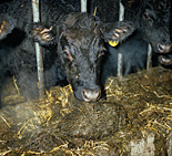 Animal, animals, Farming, Farmland, farm, farms, Farming, Farmland, Animal, Animals, angus, aberdeen, pen, pens, aberdeen angus, calf, calves, Cow, Cows, dairy cow, dairy cows, dairy cattle, cattle, livestock, meat trade, meat industry, rural, rural scene, rural scenes, agriculture, dairy farm, dairy farms, dairy farming.