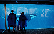 SPECTATORS VIEWING KILLER WHALE (ORCINUS ORCA) SEAWORLD, SAN DIEGO, CALIFORNIA, USA