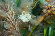 NUDIBRANCH EGG CASES (PHILINOPSIS TROUBRIDGENSIS) THE EGG CASES OF THIS NUDIBRANCH FOUND AFTER MASS MATINGS OCCURRED AT NIGHT, SOUTH AUSTRALIA