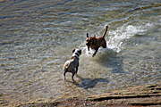 Animal, animals, dog, dogs, pet, pets, domestic dog, domestic dogs, beach, beaches, bronte, sydney, coast, coasts, coastline, coastlines, water, seashore, seashores, shoreline, shorelines.