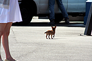 Animal, animals, dog, dogs, pet, pets, domestic dog, domestic dogs, lost, lost dog, lost dogs, sydney, stray, strays, stray dog, stray dogs, stray animal, stray animals.